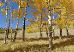 Aspen grove and campsite in Mineral County (photo by Bob Seago)