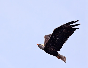 knight bald eagle