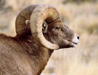 knight big horn ram