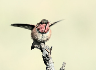 knight broad tailed hummingbird