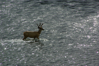 seagomuledeerimgp9760