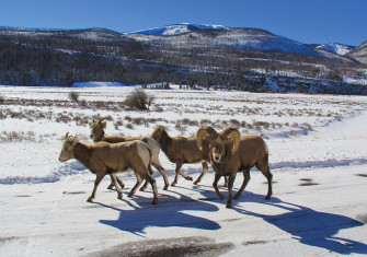 bobseago bighornsheepimgcropped